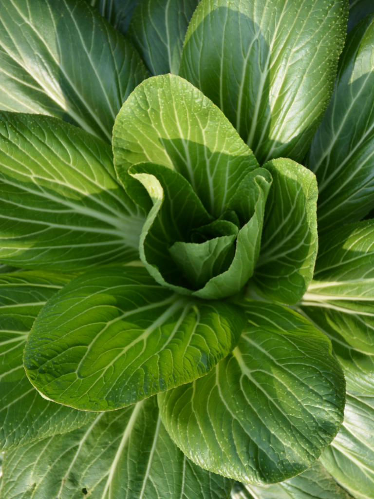 bok choy