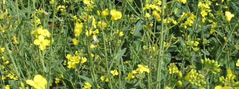 photo la ferme de l'orée